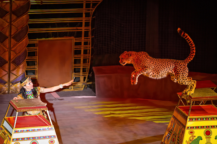 VEGAS SHOW: Калейдоскоп Фантазий - фото 61