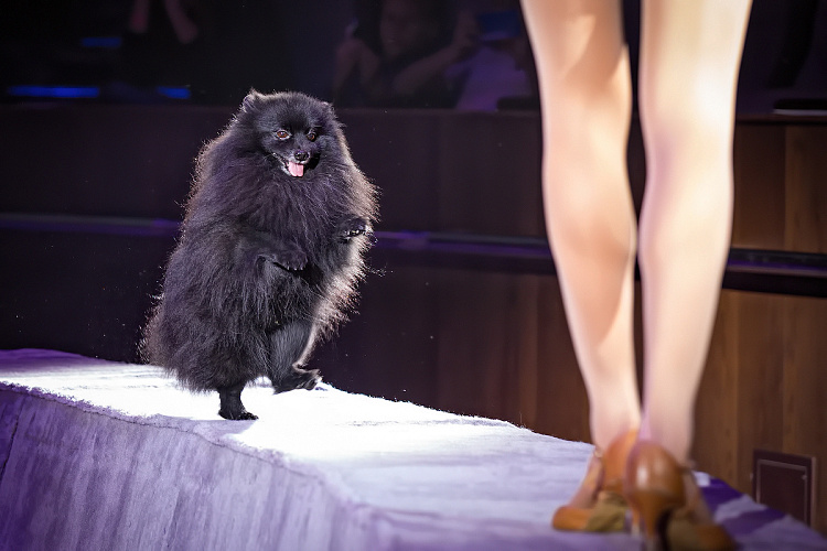 VEGAS SHOW: Калейдоскоп Фантазий - фото 47