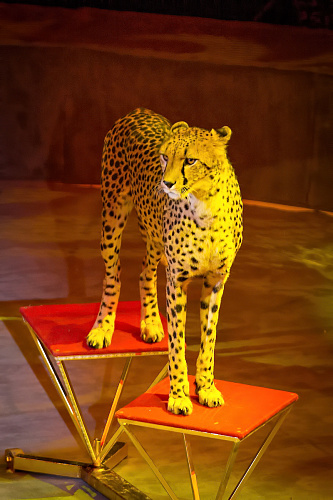 VEGAS SHOW: Калейдоскоп Фантазий - фото 62