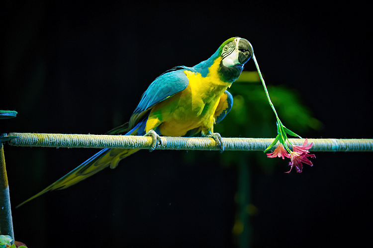 VEGAS SHOW: Калейдоскоп Фантазий - фото 30